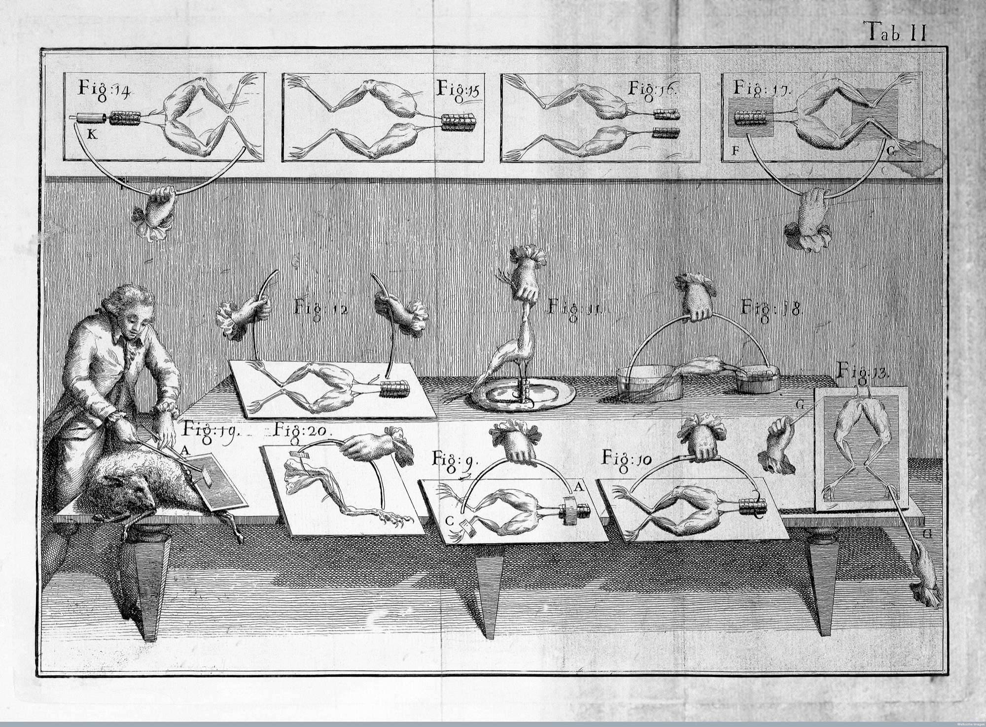 Luigi Galvani, De viribus electricitatis in motu musculari (1791), Tab. II: frog preparations and the metallic arc.